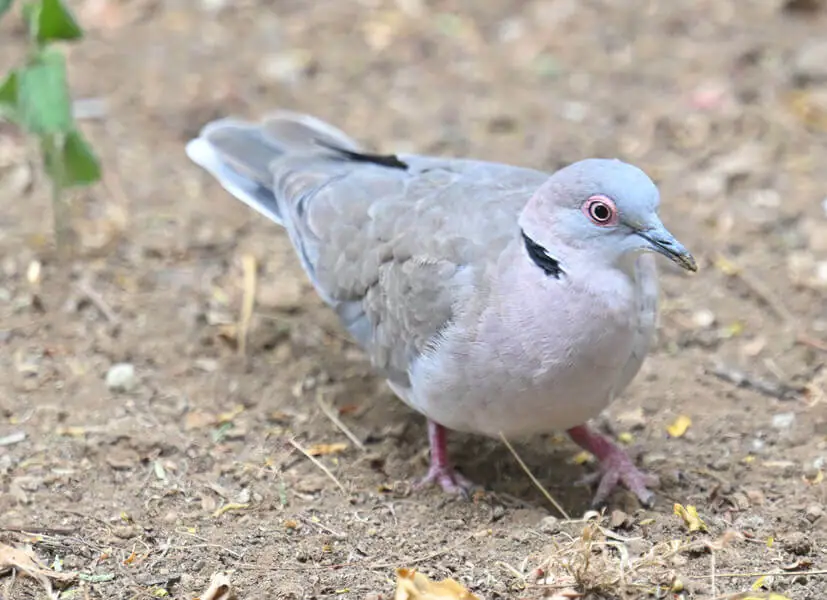 Uganda Birding Tour