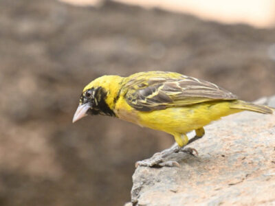 Z62_5975 LITTLE WEAVER, BARINGO Kitale and Kongelai Escarpment Birding Day Tour