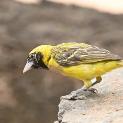 Kenya Budget Birding Tour