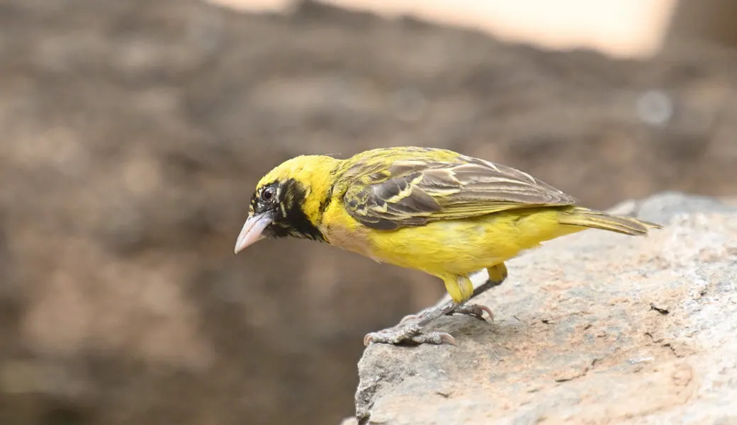 Uganda Birding Tour