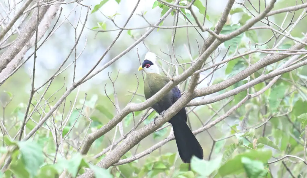 Kenya Birding and Big Game Tour