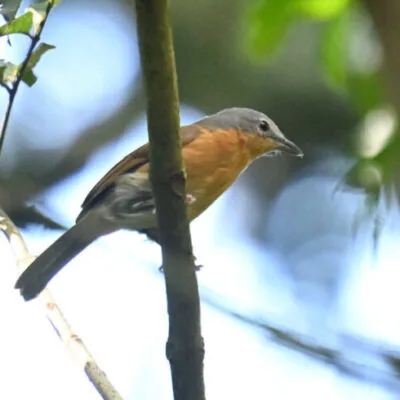 Kenya Birding Tour