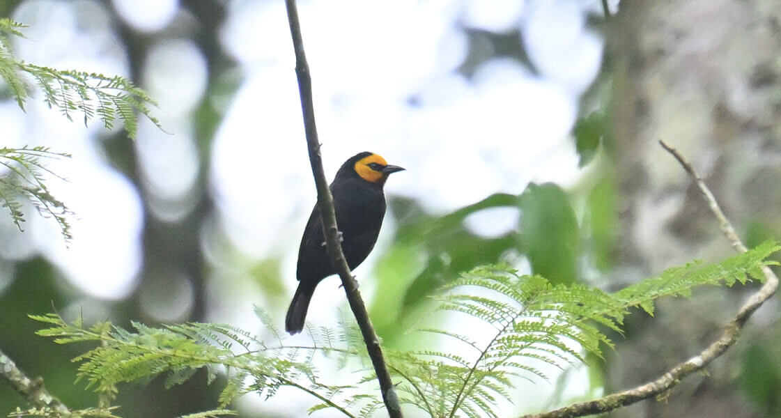 Kenya Birding and Big Game Tour