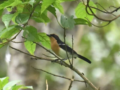 Kakamega Forest Birding Day Tour