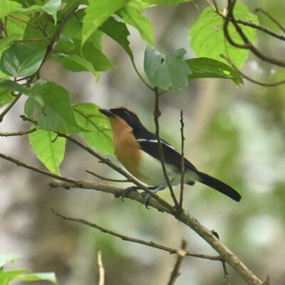 Kenya Birding Tour