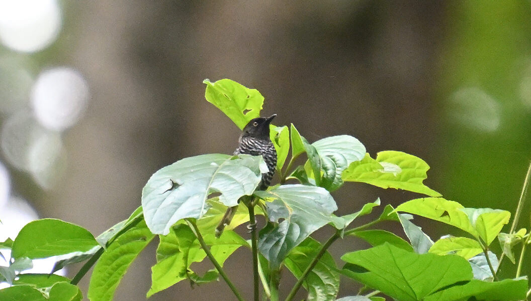 Kenya Birding and Big Game Tour