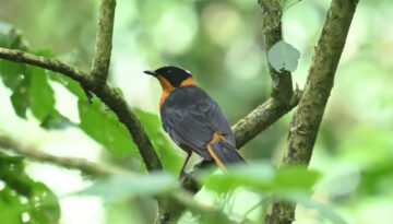 Kenya Birding and Big Game Tour