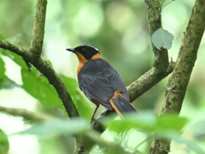 Z62_6261 Saiwa Swamp National Park Birding Day Tour