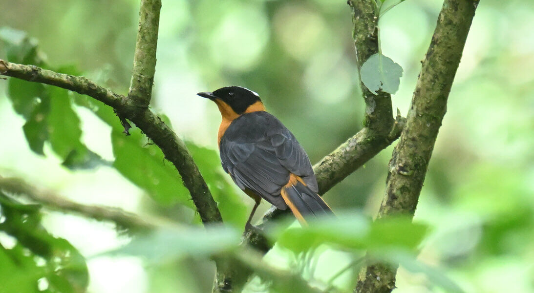 Uganda Birding Tour