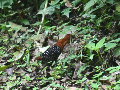 Uganda and Kenya Birding Tour