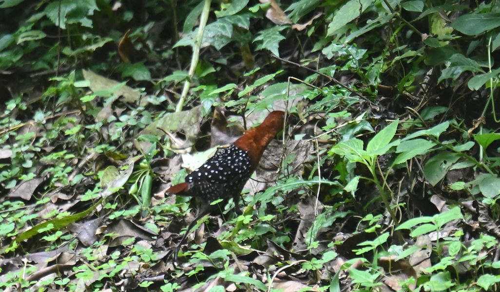 Kenya Birding and Big Game Tour