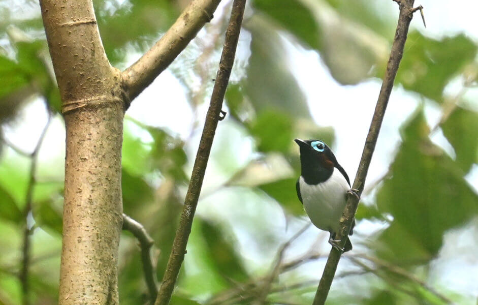 Uganda Birding Tour