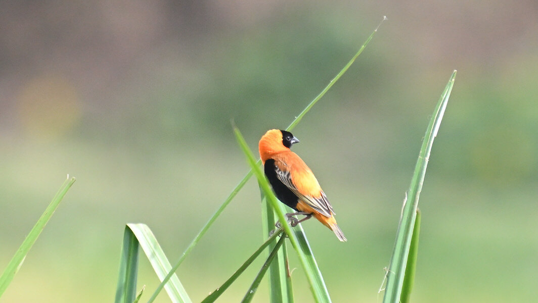 Uganda Birding Tour