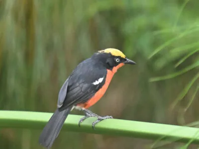 Z62_6668 Mpanga Forest Reserve Birding Day Tour