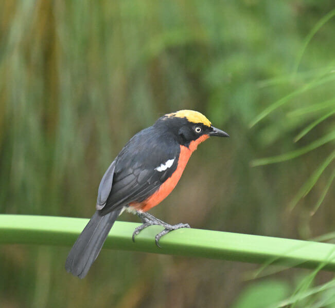 Kenya Birding and Big Game Tour