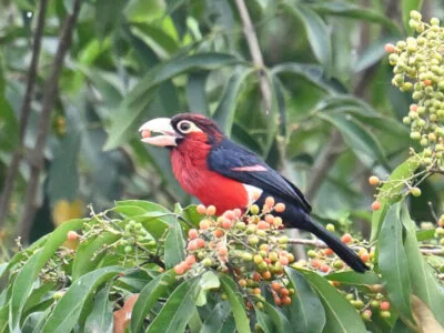 Z62_6763 Lake Victoria Kisumu Birding Day Tour