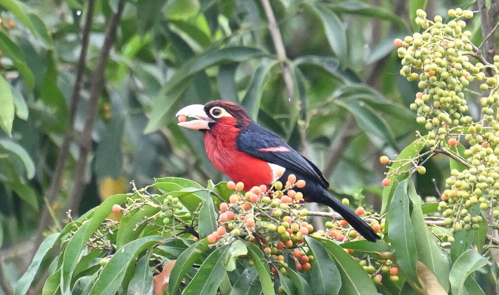 Uganda Birding Tour