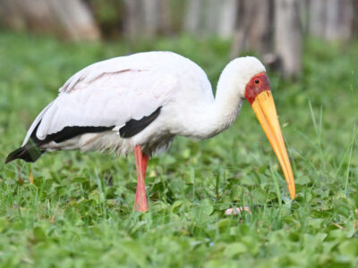 Z62_6842 Lake Elmenteita National Wildlife Sanctuary Birding Tour