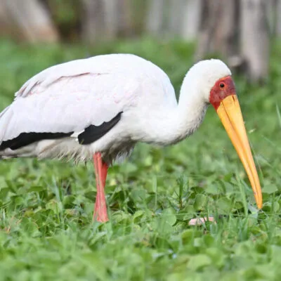 Kenya Budget Birding Tour