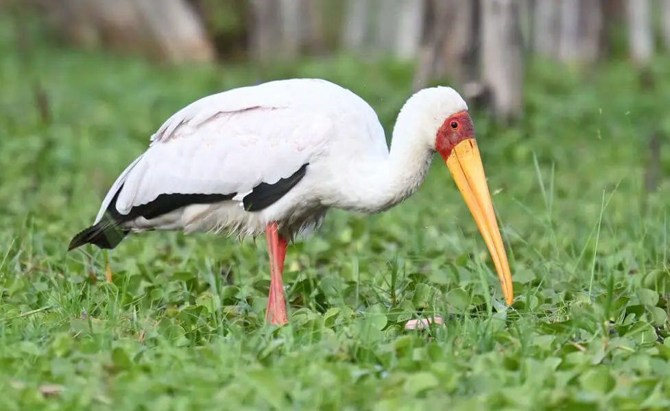 Kenya Birding and Big Game Tour