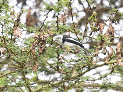 Kenya Endemics Birding Tour