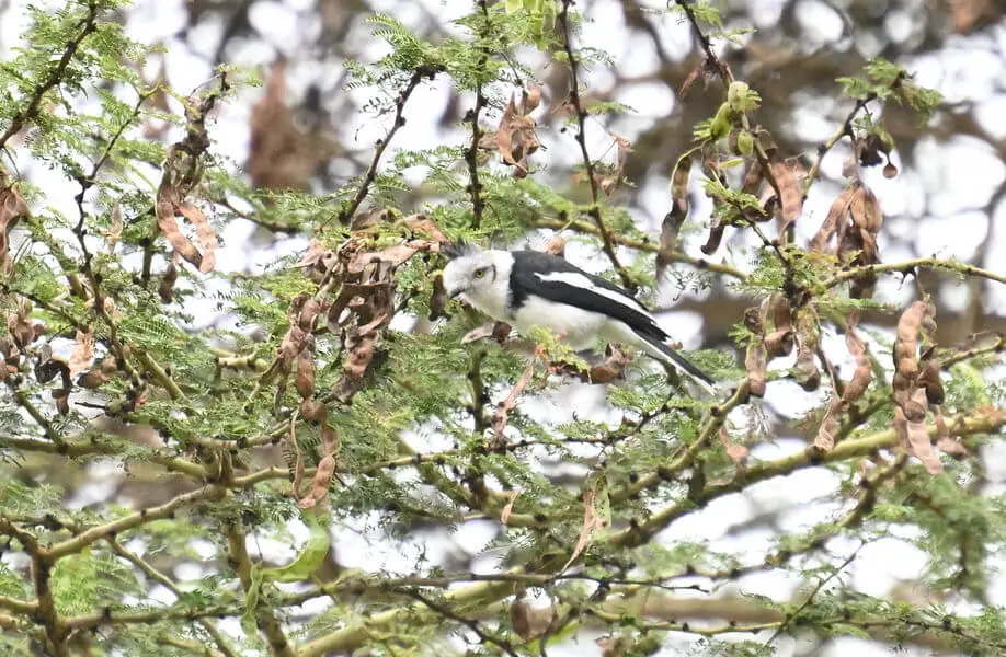 Kenya Birding and Big Game Tour