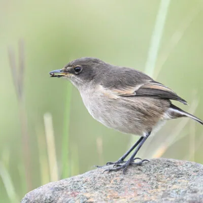Kenya Birding Tour