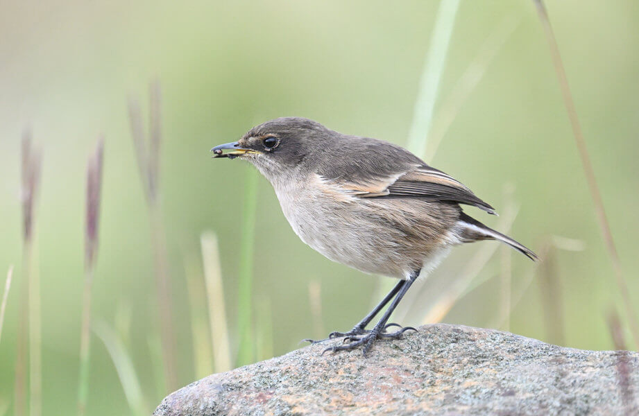 Kenya Birding and Big Game Tour