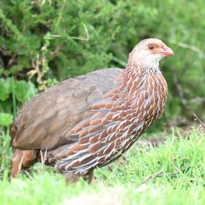 Kenya Birding Tour