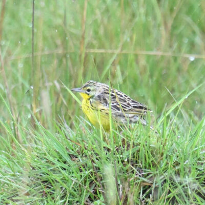 Kenya Birding Tour