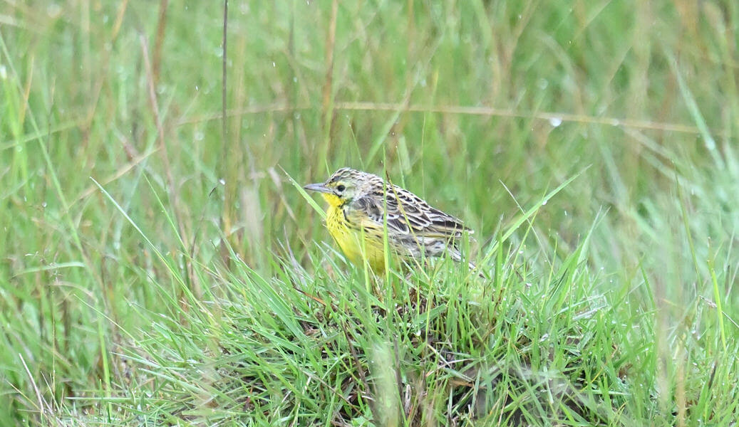 Kenya Birding and Big Game Tour