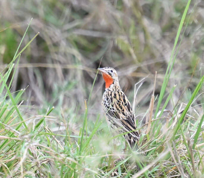 Kenya Birding and Big Game Tour