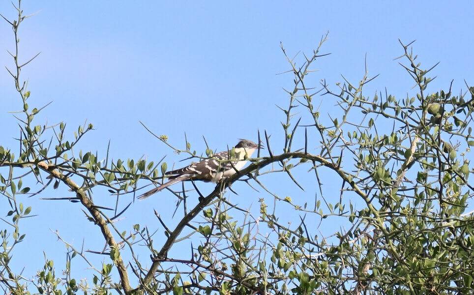 Kenya Birding and Big Game Tour