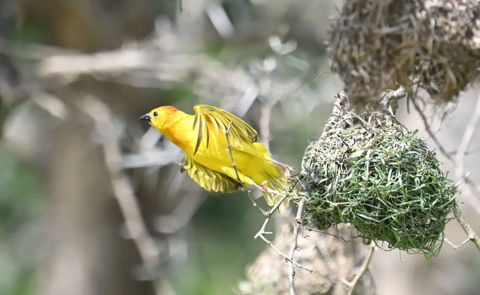 Lake Duluti Half Day Birding Tour 