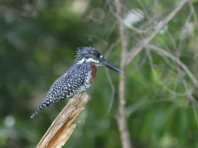 Z62_9113 Lake Duluti Half Day Birding Tour