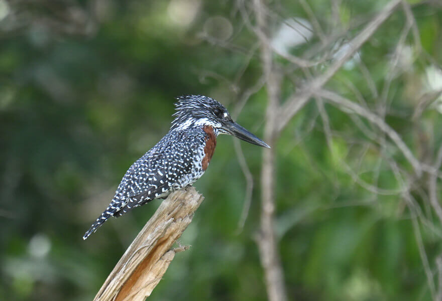 Uganda Birding Tour