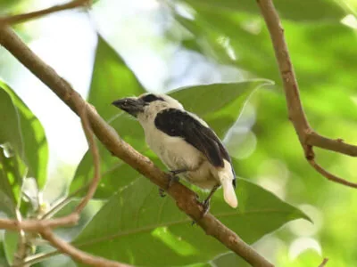 Central Kenya Endemics Birding Tour