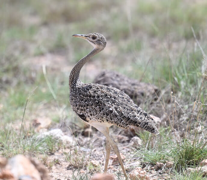 Coastal Kenya Birding and Wildlife Tour