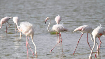 Coastal Kenya Birding and Wildlife Tour