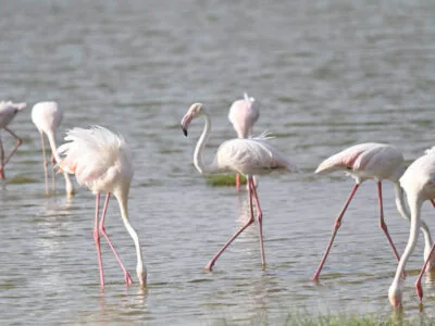 Uganda and Kenya Birding Tour