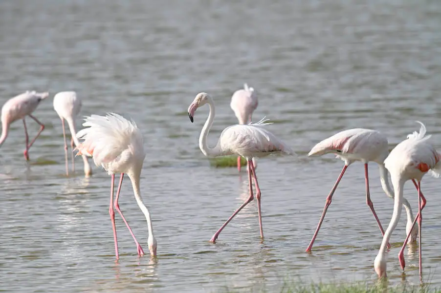 Tanzania and Uganda Birding Tour