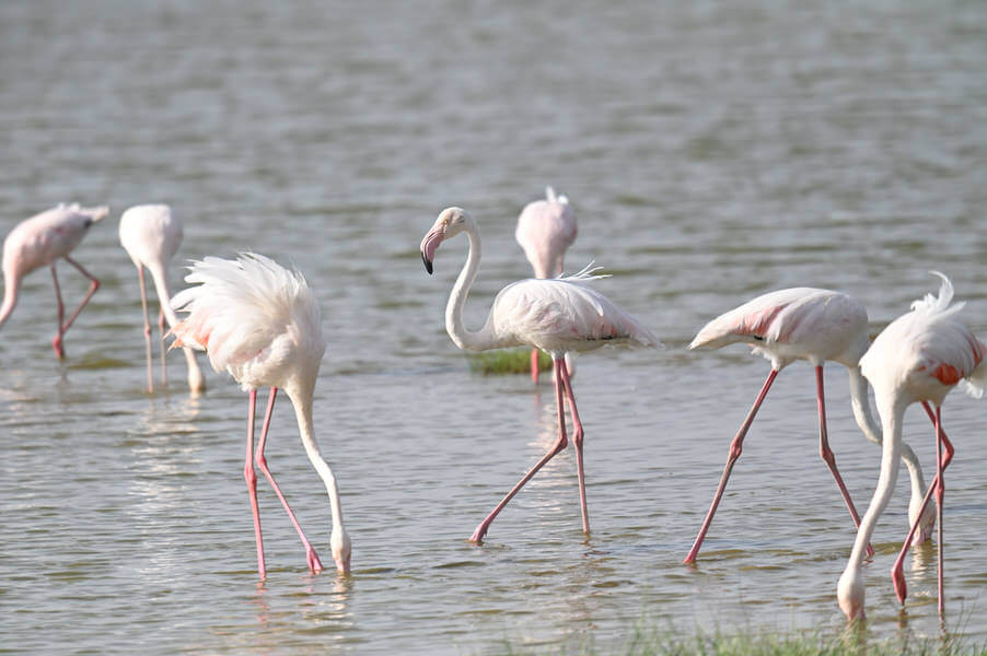 Coastal Kenya Birding and Wildlife Tour
