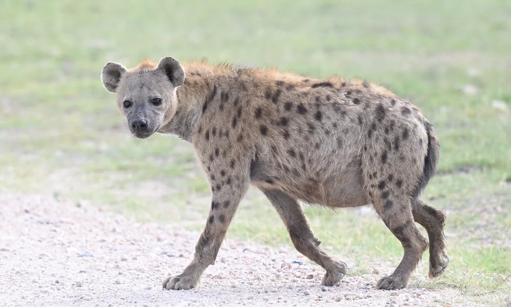Coastal Kenya Birding and Wildlife Tour
