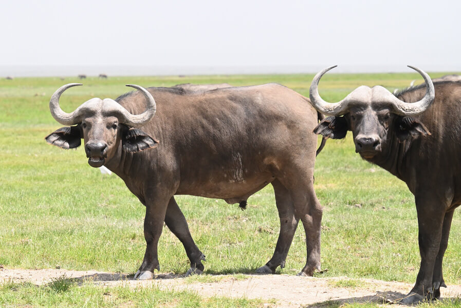 Coastal Kenya Birding and Wildlife Tour