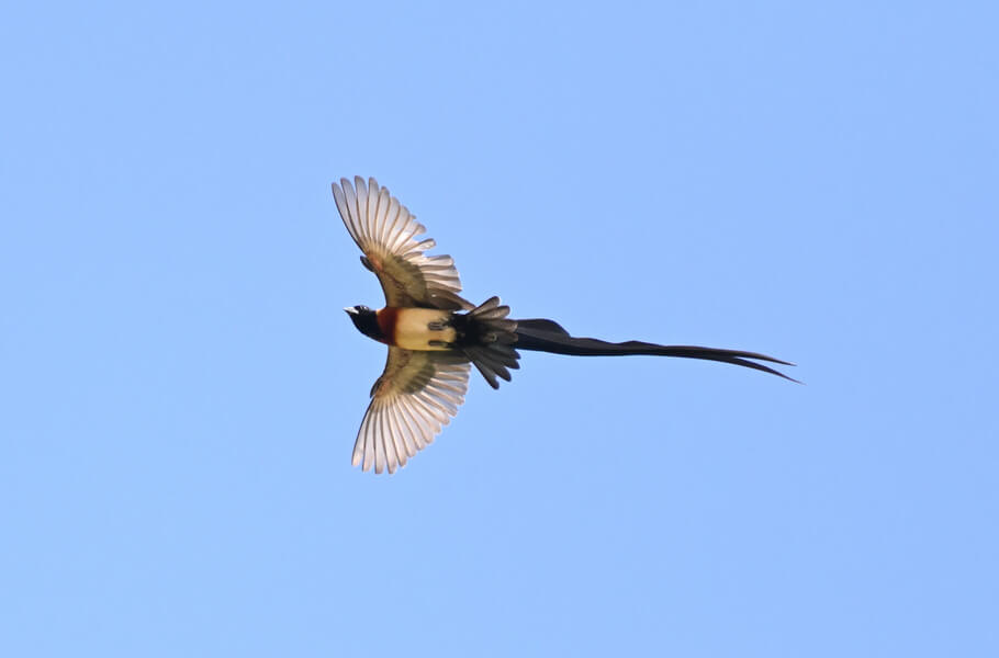 Coastal Kenya Birding and Wildlife Tour