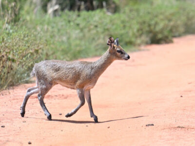 Tanzania Wildlife Tour