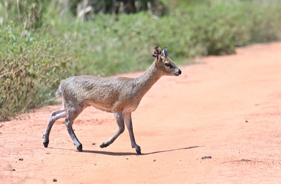 Coastal Kenya Birding and Wildlife Tour