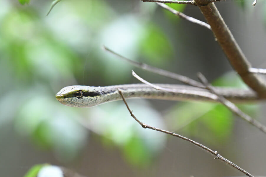 Coastal Kenya Birding and Wildlife Tour