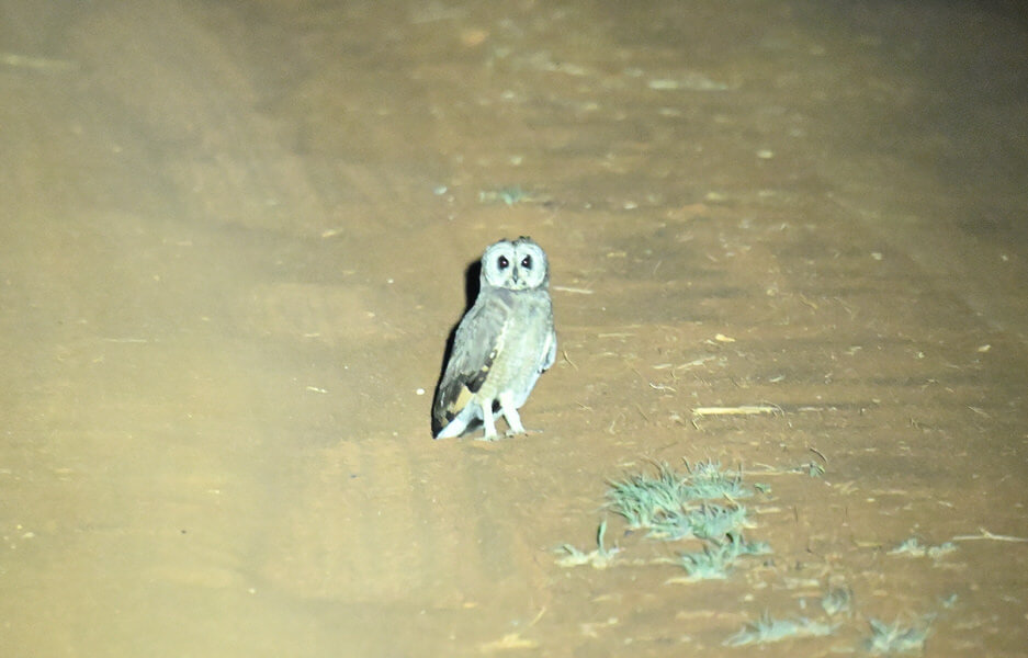 Coastal Kenya Birding and Wildlife Tour
