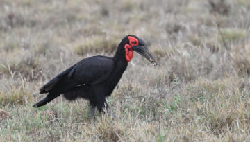 Coastal Kenya Birding and Wildlife Tour